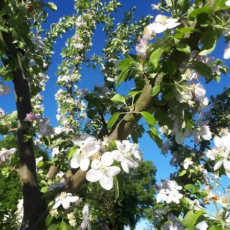 Apfelscheune Cannewitz *