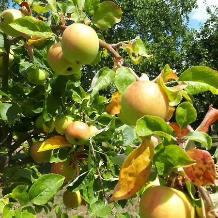 Apfelscheune Cannewitz