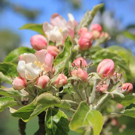 Apfelscheune Cannewitz Malschwitz
