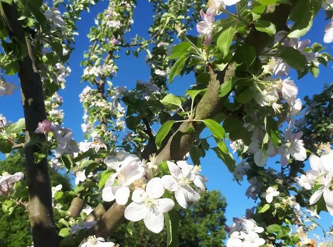 Apfelscheune Cannewitz *