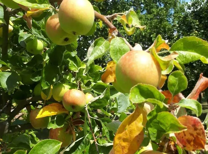 Apfelscheune Cannewitz