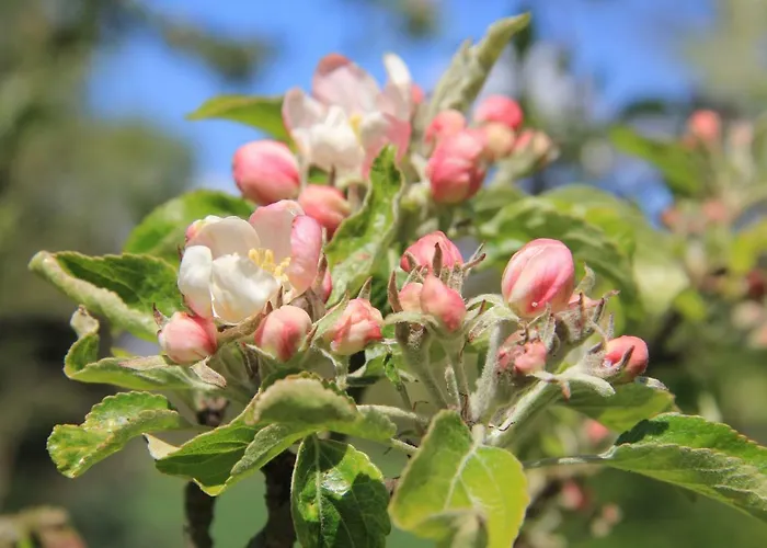 Apfelscheune Cannewitz Malschwitz