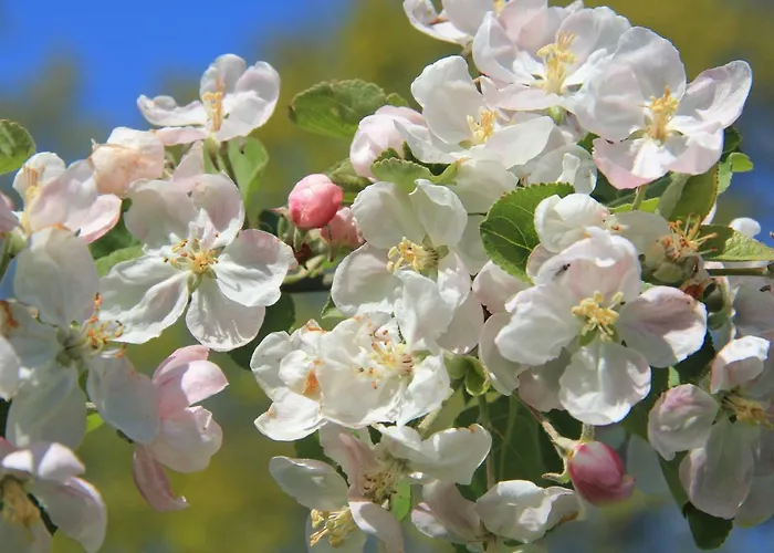 Apfelscheune Cannewitz בית נופש Malschwitz